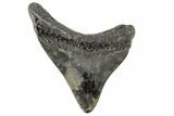 Juvenile Megalodon Tooth - South Carolina #166095-1